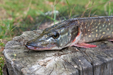 Close up view of freshwater pike fish lies on a wooden hemp..
