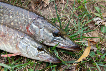 Close up view of freshwater pike fish lies on green grass..