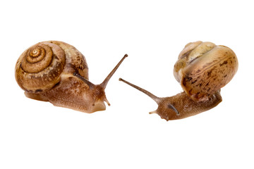 Two Garden snail isolated on white background