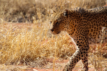 Wilde Geparden im afrikanischen Namibia