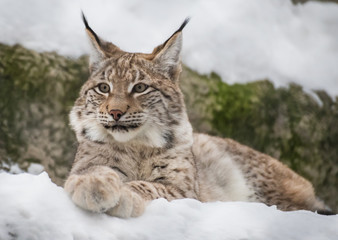 Baby lynx. Lynx live in dense forests, in the taiga, steppe and tundra. The lynx is perfectly able to climb trees and rocks, floats well.