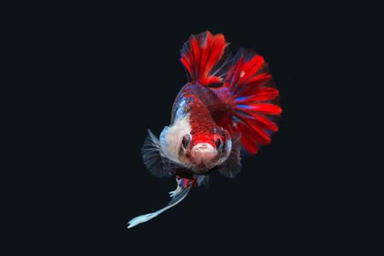 Betta Splendens - Fighting Fish - Kampffisch