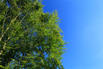 Baumkrone und blauer Himmel