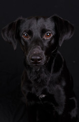 Fototapeta na wymiar Cute black dog