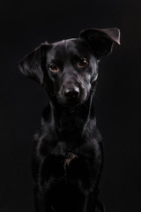 Cute black dog