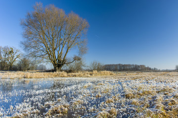 Frozen wet meadow and large tree