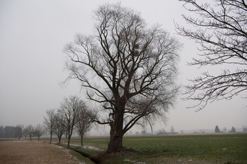 Laubbäume im Winter