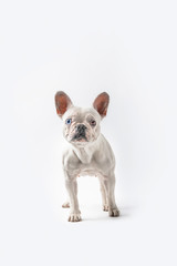 full length view of cute french bulldog standing and looking at camera isolated on white
