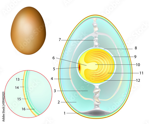 The Structure Of A Chicken Egg Chicken Egg Development Stock Image