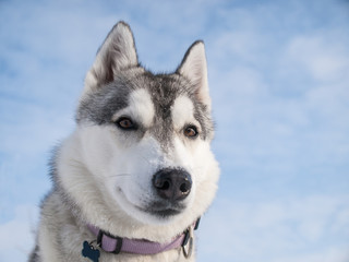Portrait of a cute Husky dog