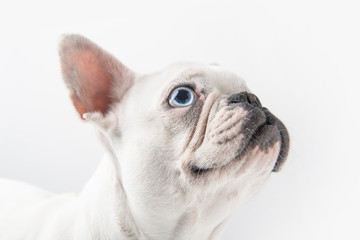 close-up view of funny french bulldog looking up isolated on white