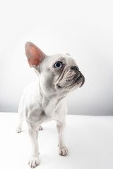 adorable french bulldog puppy looking away on white