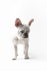 adorable purebred french bulldog looking down isolated on white