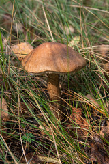 Forest mushroom brown cap boletus growing in a green moss..