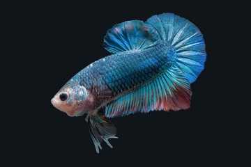 Betta Splendens - Fighting Fish - Kampffisch