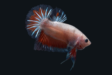 Betta Splendens - Fighting Fish - Kampffisch