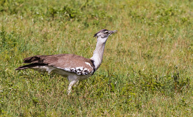 Portrait of very big bustard in the graas. Savanna of NgoroNgoro, Africa	