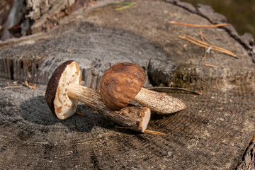 Group of brown cap boletus mushroom (Boletus badius) on natural wooden background..