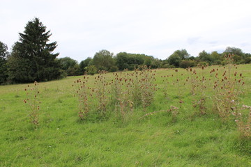 Kardendistel - common teasel - Dipsacus silvestris - Samenstand