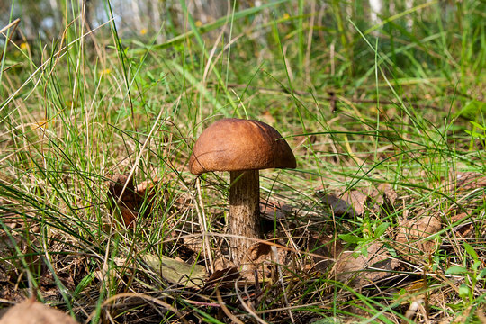 Close up view of brown cap boletus growing in forest.