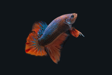 Betta Splendens - Fighting Fish - Kampffisch