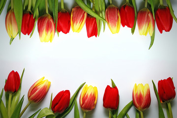 Frame of red and yellow spring tulips. Background to the International Women's Day - March 8! ..