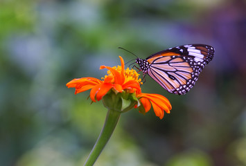 butterfly and flower in the nature