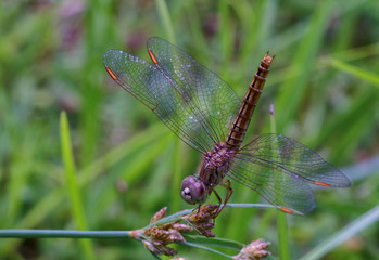 dragonfly in garden