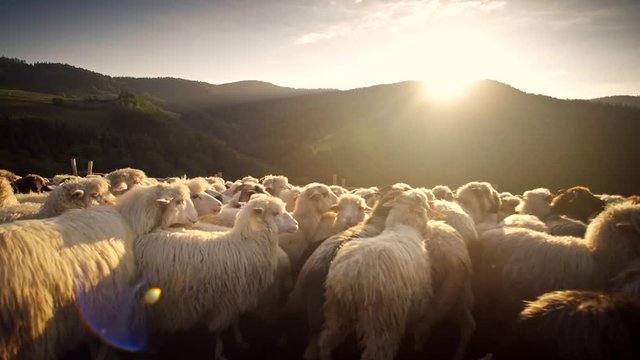 The sheeps are returning from the pasture at sunset. 4k HDR H264
