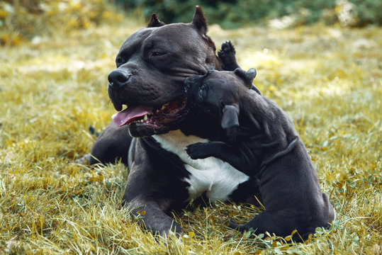 Welpe American Bully Pitbull 