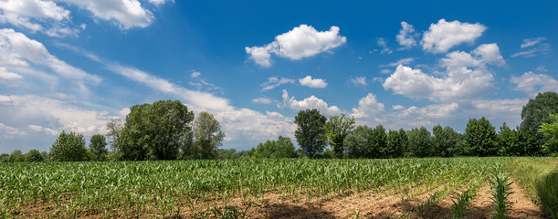Obraz na płótnie Canvas Green Corn Fields with Blue Sky and Clouds