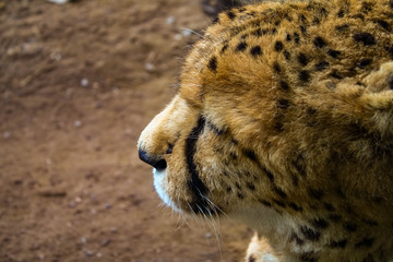 Cheetah in zoo