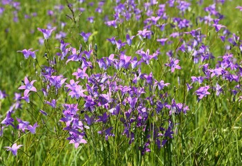 Fototapeta premium Campanula patula.