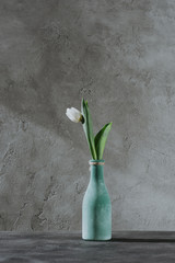 white spring tulip in blue vase on grey surface