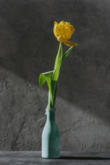 yellow spring tulip in blue vase on grey surface