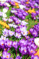 Krokusse