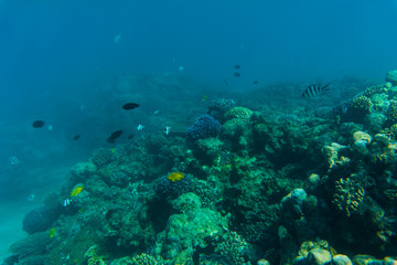 Fototapeta na wymiar Sea or ocean underwater coral reef. Summer vocation