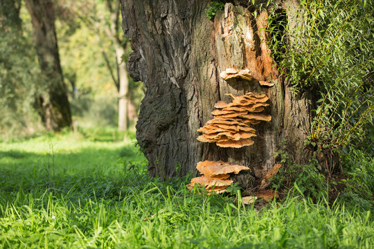 Alter Baum