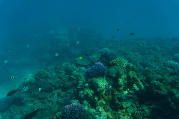 Sea or ocean underwater coral reef. Summer vocation
