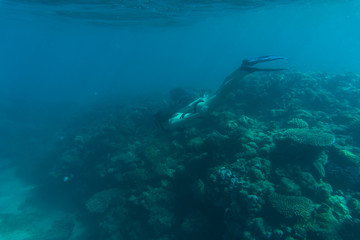 Fototapeta na wymiar Underwater photo of woman snorkeling and free diving in a clear tropical water at coral reef. Sea underwater.