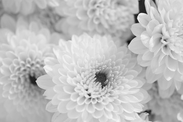 chrysanthemum white flowers