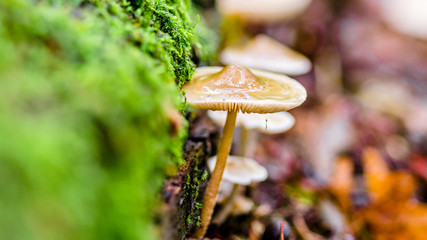 Mushroom in the forest with green gras