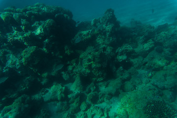Sea and ocean underwater coral reef background. Marine background