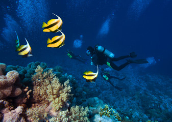 Fototapeta na wymiar Masked Butterfly Fish and Group of Scuba Divers