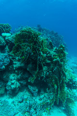 Tropical coral reef and fishes, marine life. Sea or ocean underwater.