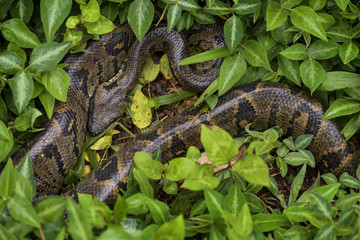 Madagascar Boa - Acrantophis madagascariensis, the largest snake of Madagascar forests. Endemic snake.