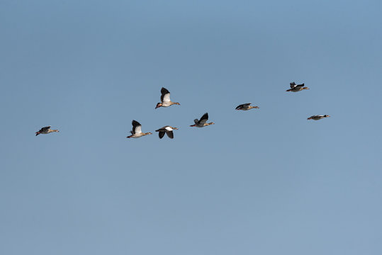 small flock of African geese (Alopochen aegyptiaca) in the sky over the Zambezi river in Zambia
