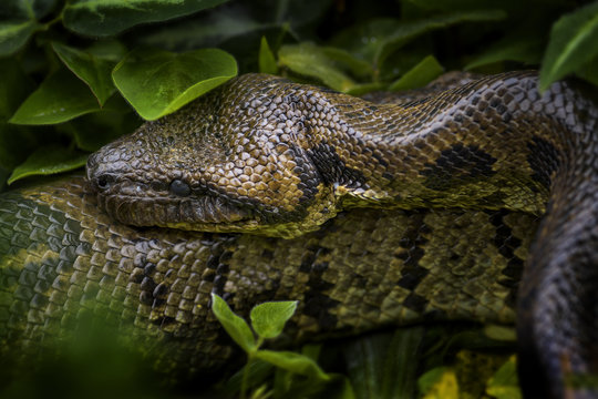 Madagascar Boa - Acrantophis madagascariensis, the largest snake of Madagascar forests. Endemic snake.