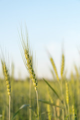 Close up image of  barley corns growing in a field