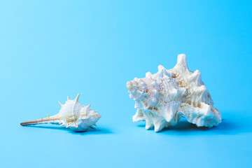 Two seashells